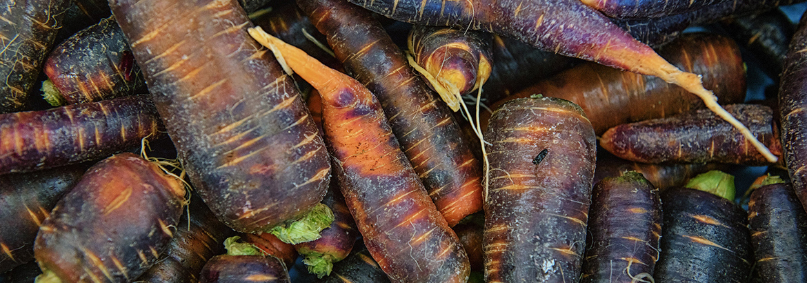 Purple carrots